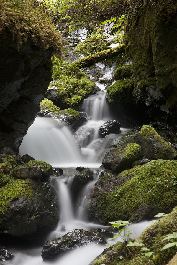 Cascading Creek In Temperate Rainforest #1 Photograph by Matthias Breiter