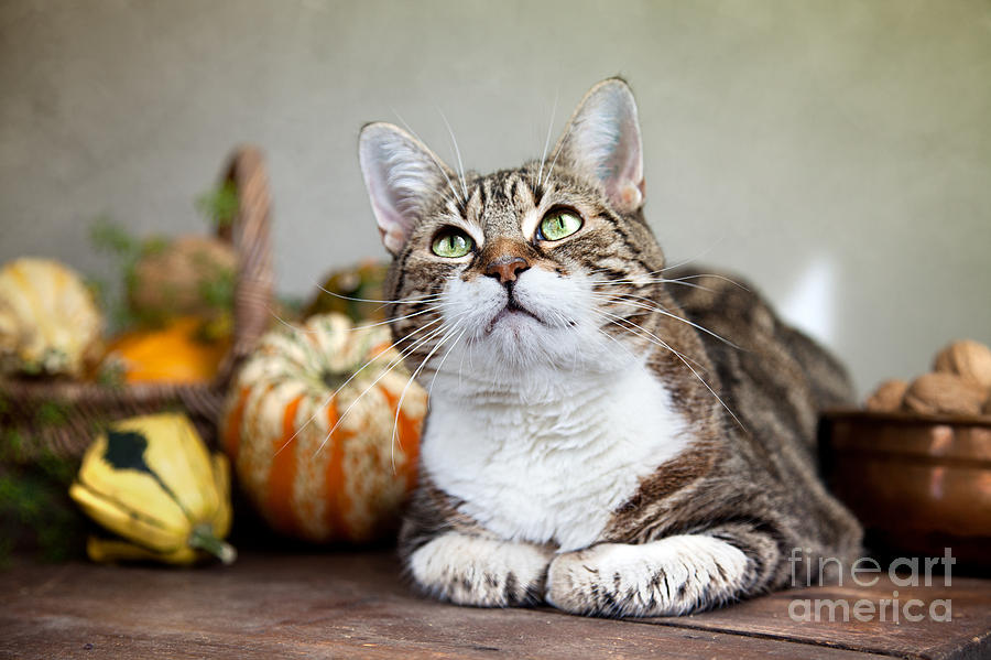 Pumpkin Photograph - Cat and Pumpkins #1 by Nailia Schwarz