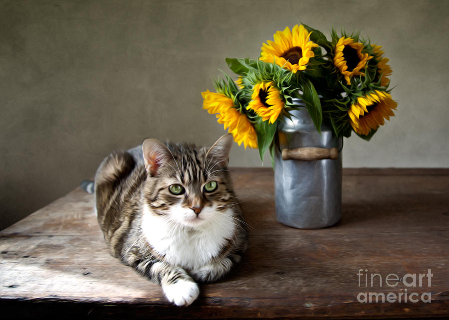 Sunflower Photograph - Cat and Sunflowers #1 by Nailia Schwarz