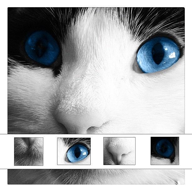 Cat Photograph - Cat #1 by Rachel Williams