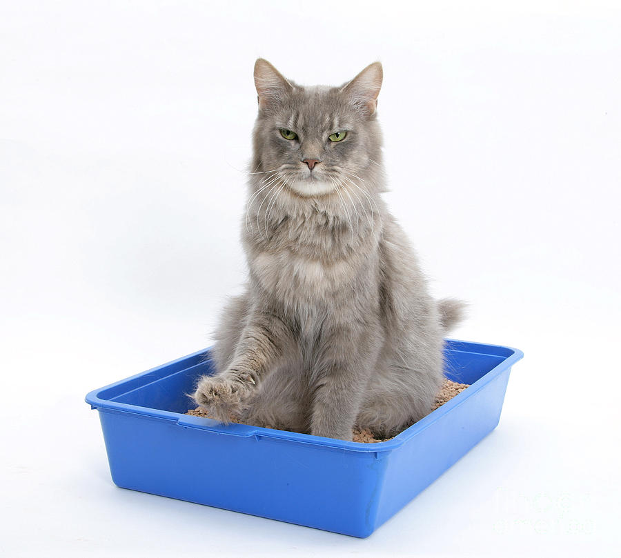 Cat Using Litter Tray #1 Photograph by Mark Taylor - Pixels