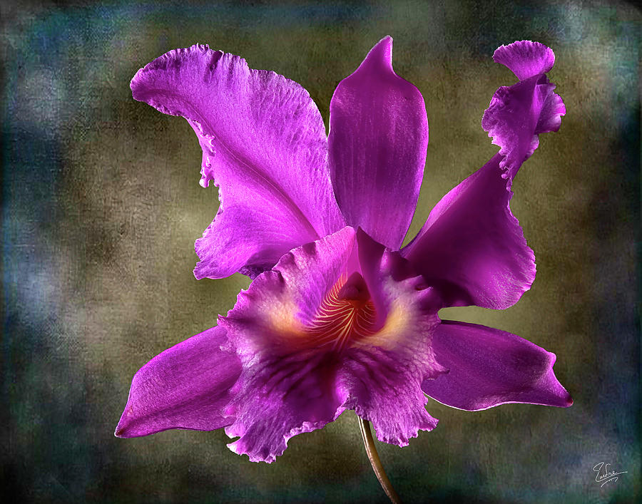 Catalea Orchid Photograph by Endre Balogh