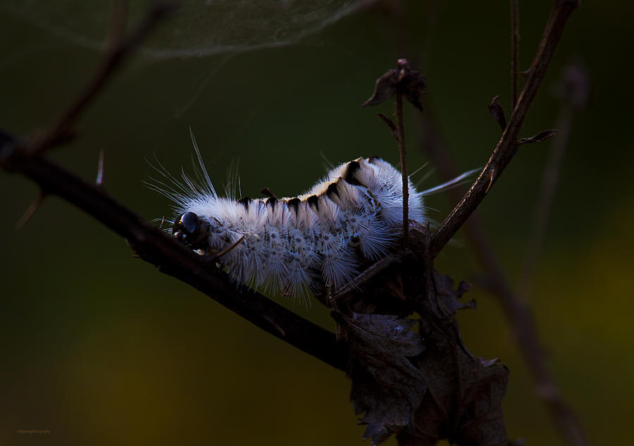 Insects Photograph - Caterpillar Days #1 by Ron Jones