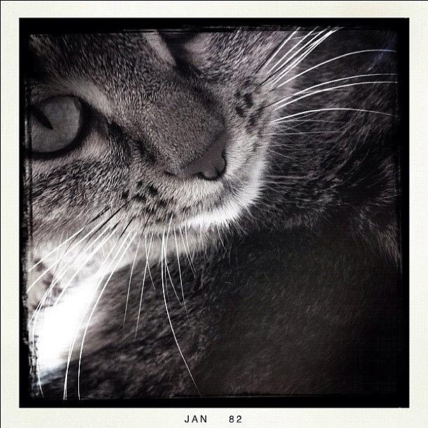 #catsofinstagram #1 Photograph by Charlotte Ashu