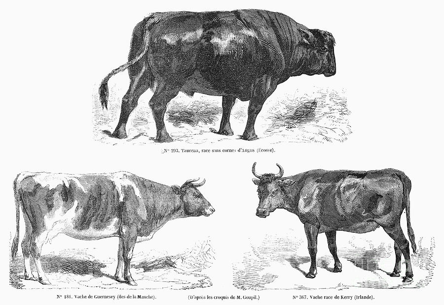 Cattle Breeds, 1856 Photograph By Granger 