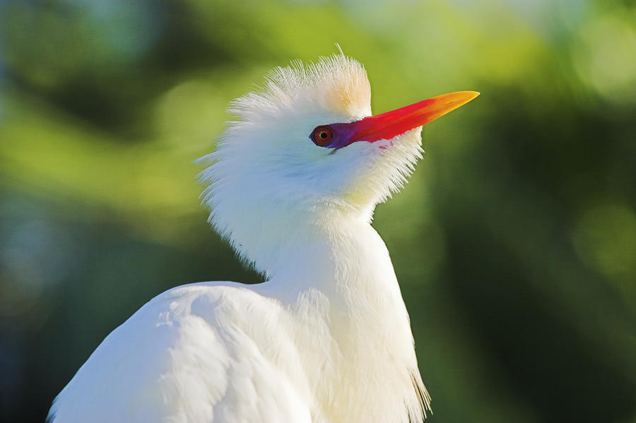 Egret Photograph - Cattle Egret-2-St Lucia #1 by Chester Williams