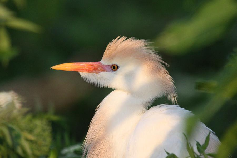 Cattle Egret #1 Photograph by Jeanne Andrews