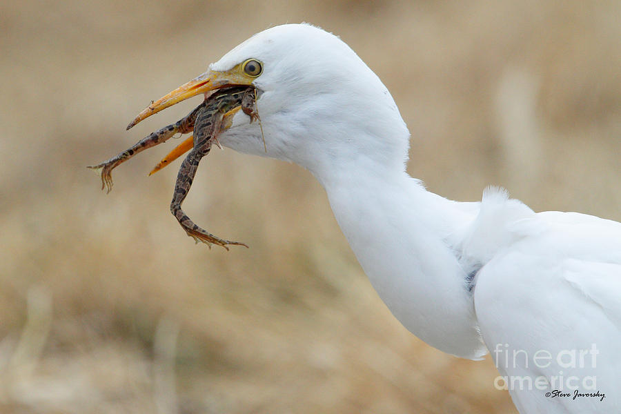 Cattle Egret with Dinner #1 Photograph by Steve Javorsky