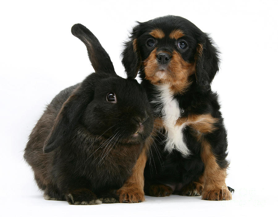 Cavalier King Charles Spaniel And Rabbit #1 Photograph by Mark Taylor
