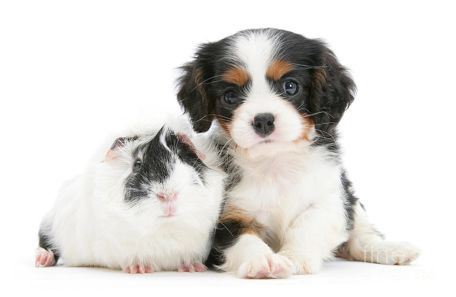 Cavalier King Charles Spaniel Pup #1 Photograph by Mark Taylor