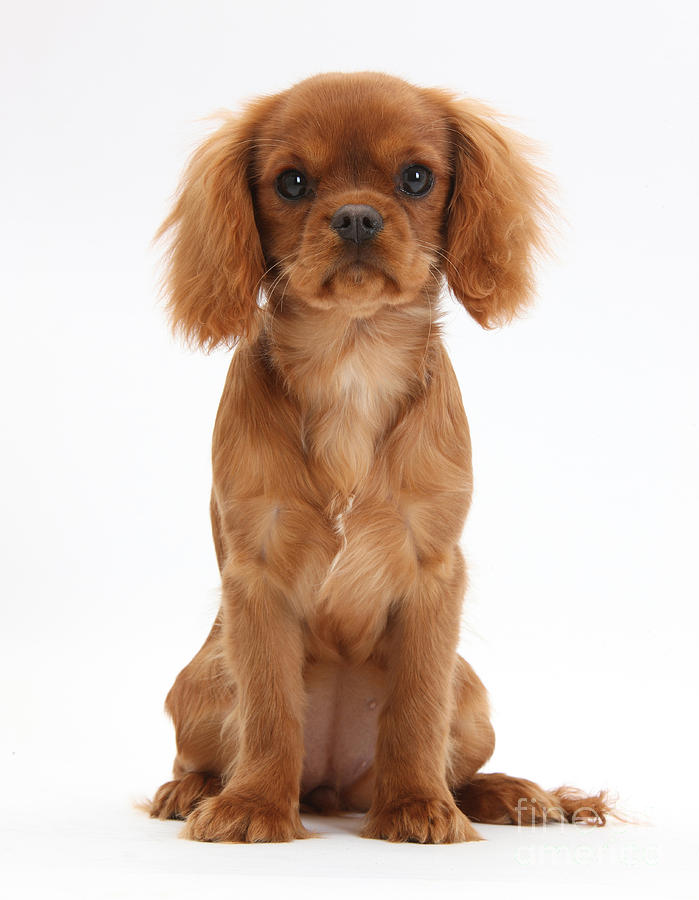 Cavalier King Charles Spaniel Puppy #1 Photograph by Mark Taylor