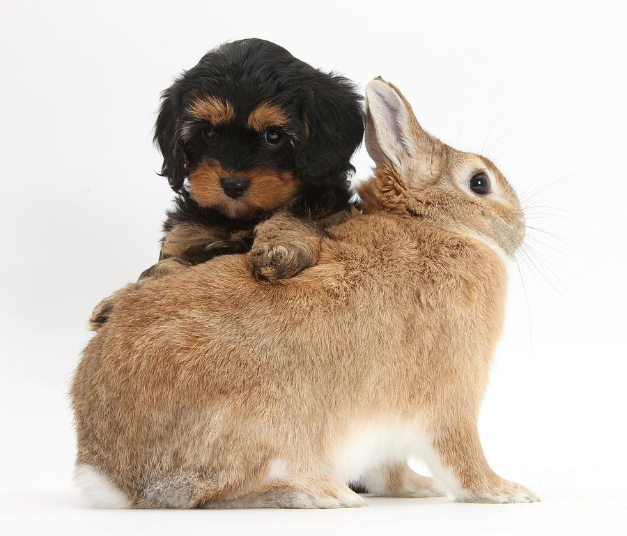 Cavapoo Pup And Sandy Netherland-cross #1 Photograph by Mark Taylor