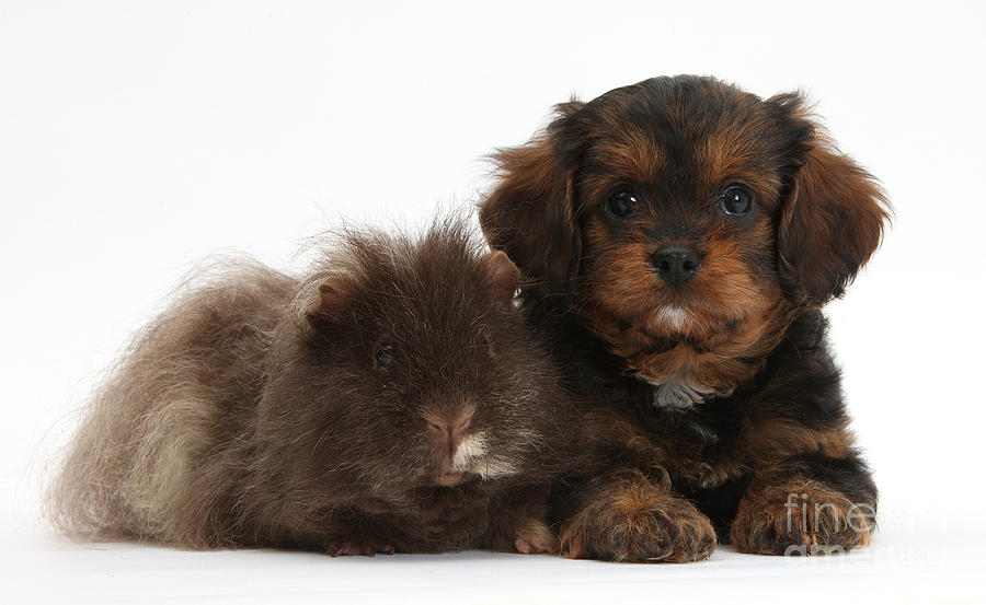 Cavapoo Pup And Shaggy Guinea Pig #1 Photograph by Mark Taylor