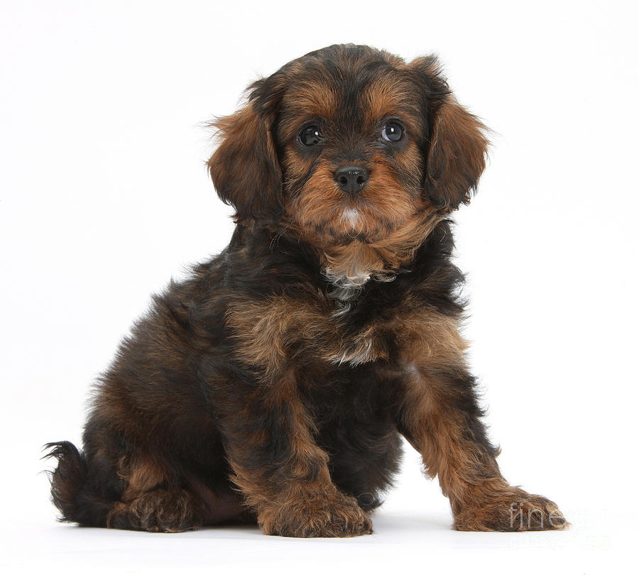 Cavapoo Pup #1 Photograph by Mark Taylor