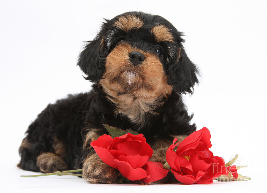 Cavapoo Pup With Roses #1 Photograph by Mark Taylor