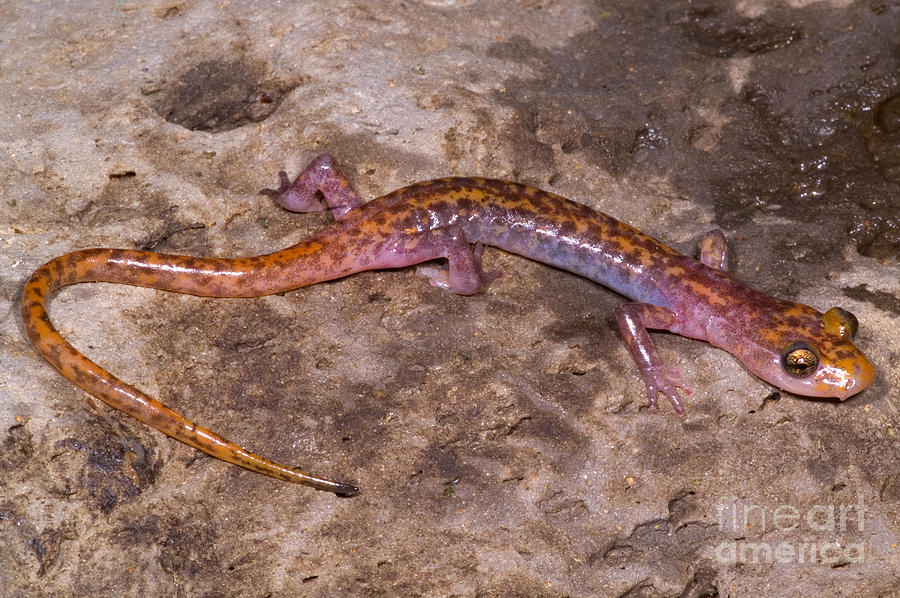 Cave Salamander #1 Photograph by Dante Fenolio
