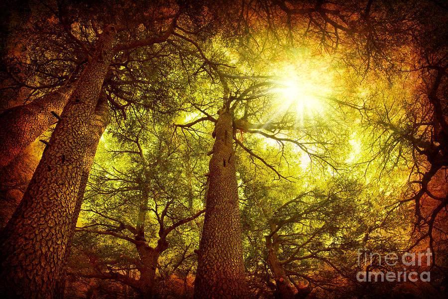 Cedar tree forest #1 Photograph by Anna Om