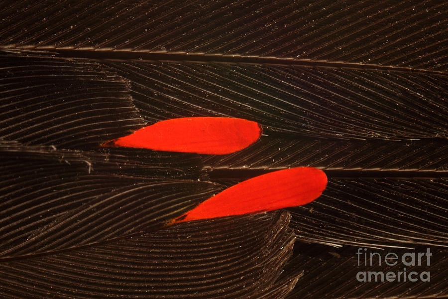 Cedar Waxwing Feather #1 Photograph by Ted Kinsman