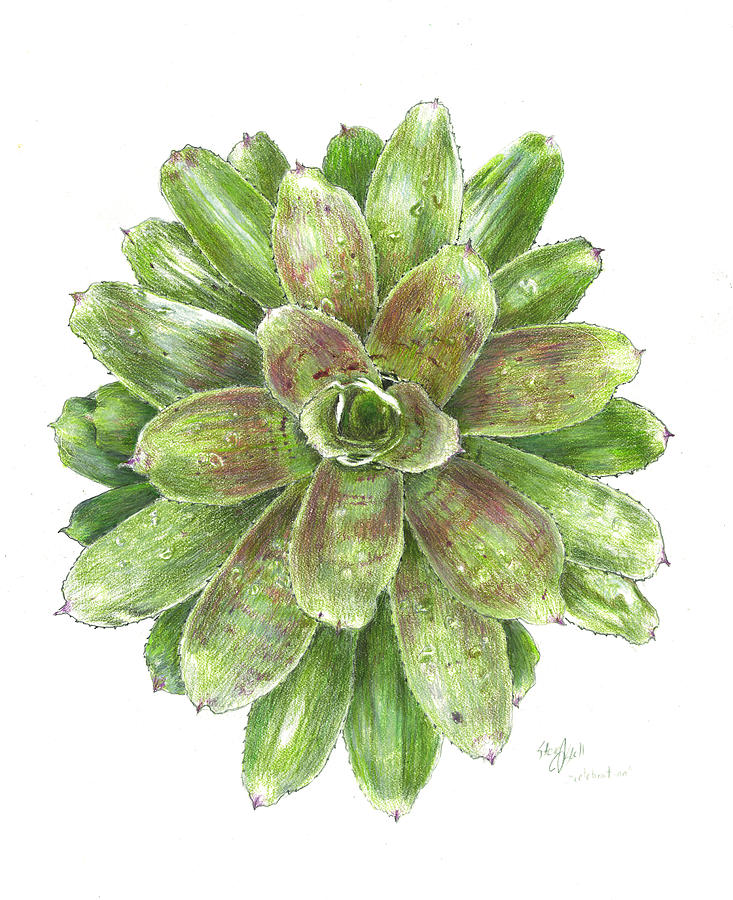 Nature Drawing - Celebration #1 by Steve Asbell