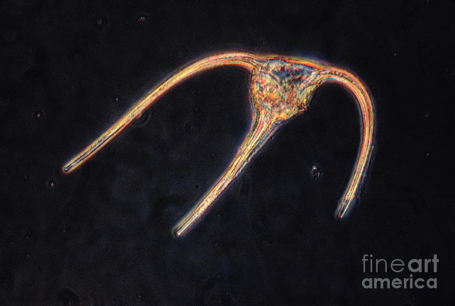 Ceratium Sp. Dinoflagellate, Lm #1 Photograph by Eric V. Grave