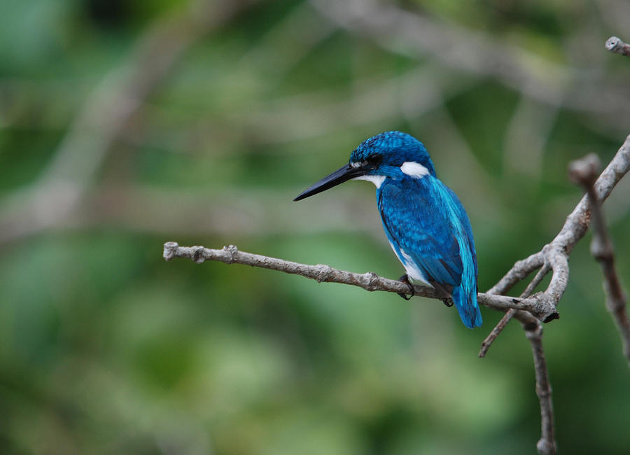 Cerulean kingfisher #1 Photograph by Perry Van Munster