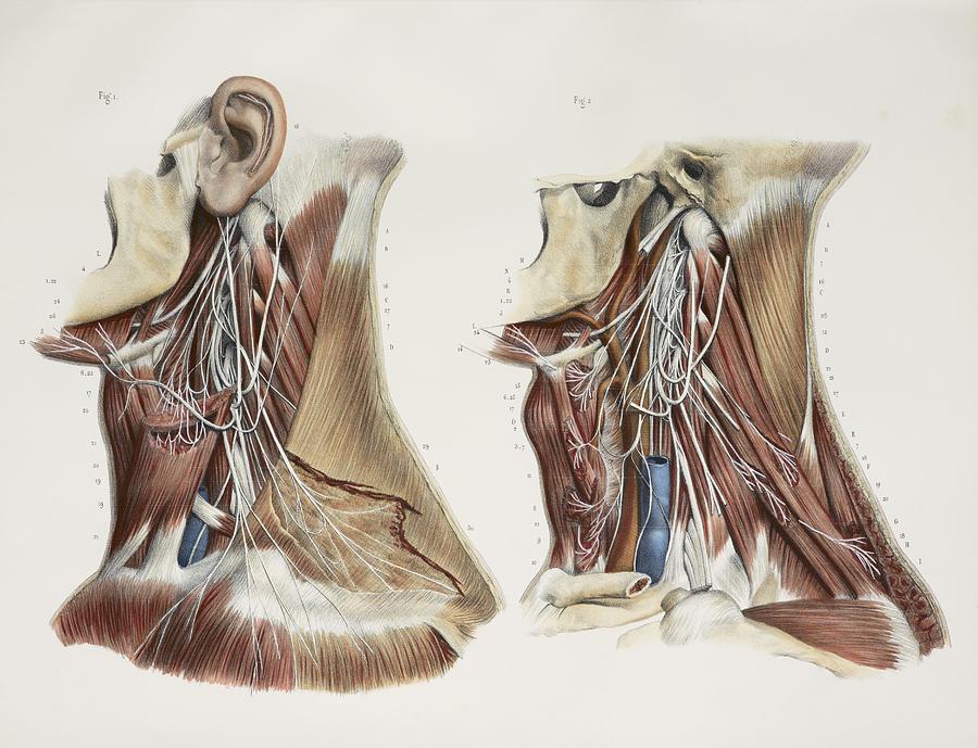 Cervical Spinal Nerves 1844 Artwork Photograph By Pixels 4794