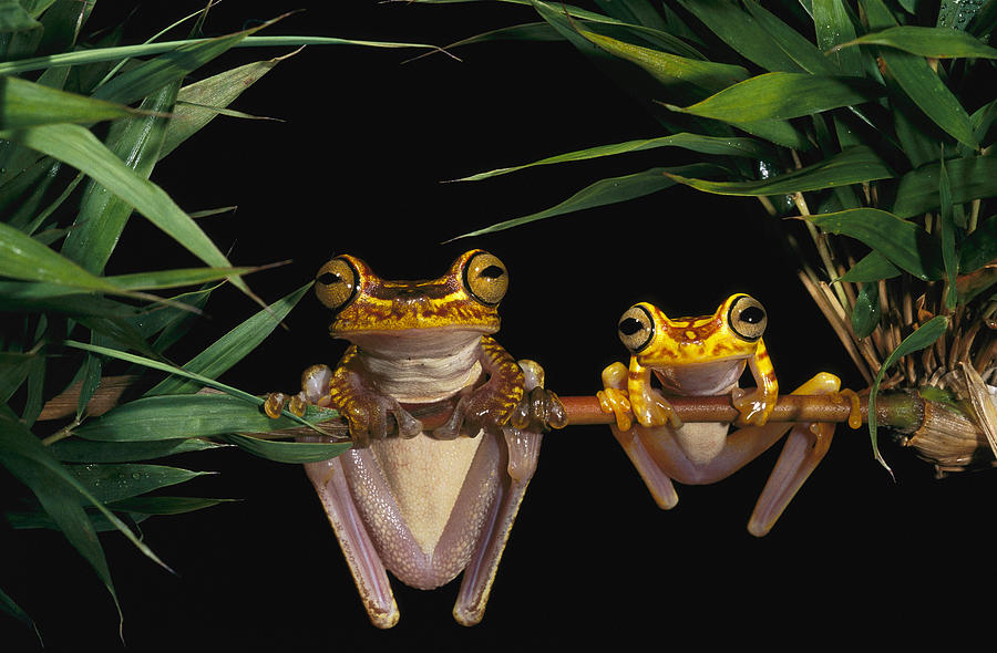 Chachi Tree Frog Hyla Picturata Pair Photograph by Pete Oxford