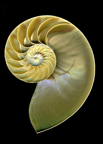 Chambered Nautilus #1 Photograph by Maureen Chase - Fine Art America