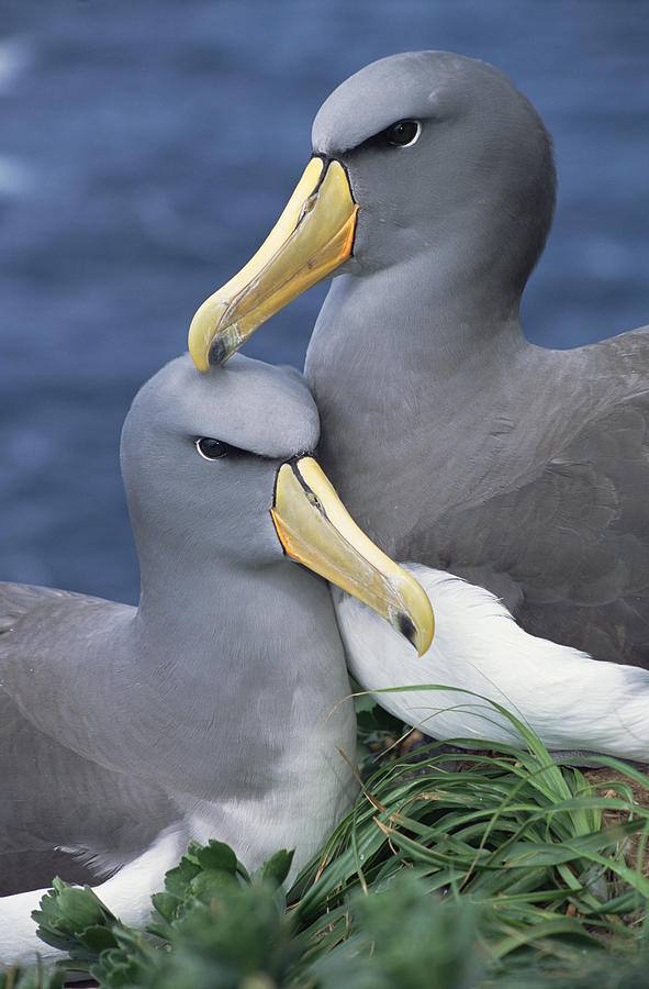 Albatross Photograph - Chatham Albatross Thalassarche Eremita #1 by Tui De Roy