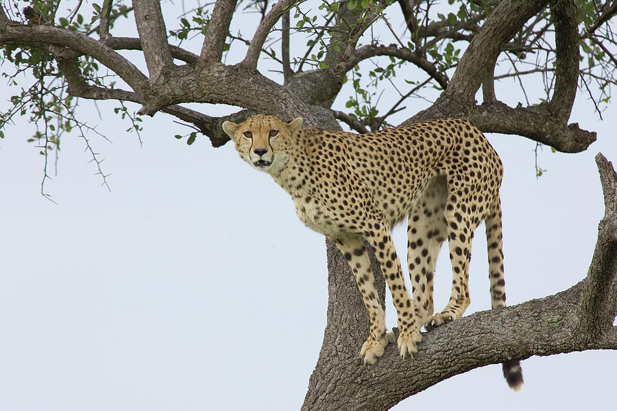 Cheetah Acinonyx Jubatus Female #1 Photograph by Suzi Eszterhas