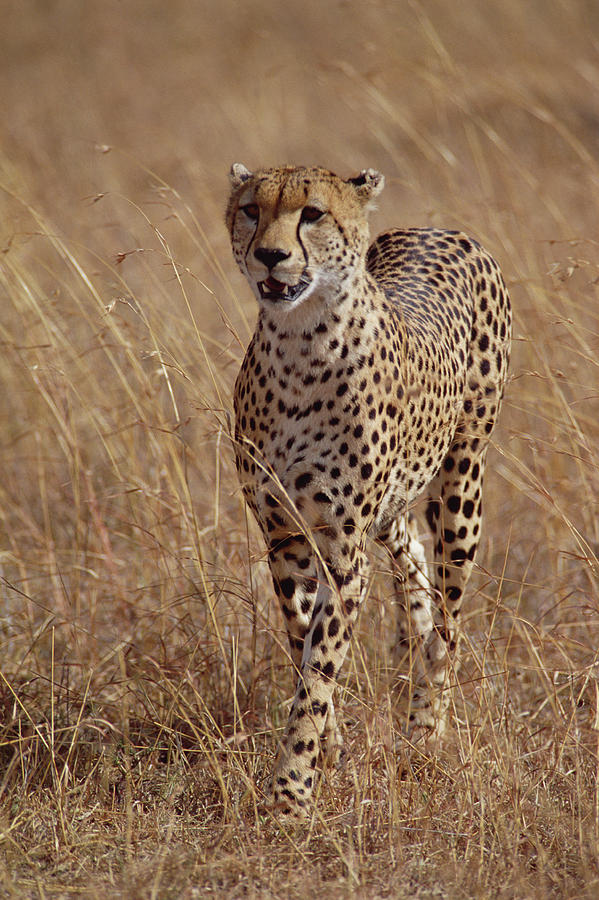 Cheetah Acinonyx Jubatus Portrait #1 Photograph by Gerry Ellis