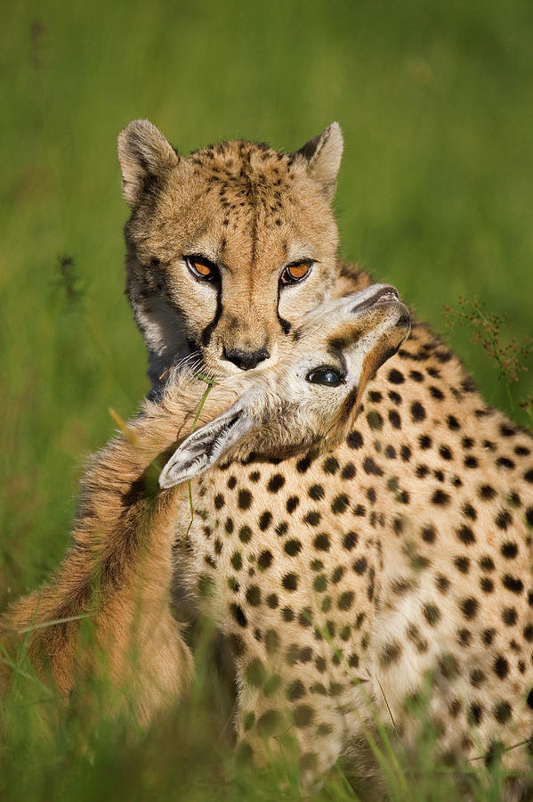 Cheetah Acinonyx Jubatus With Its Kill #1 Photograph by Suzi Eszterhas