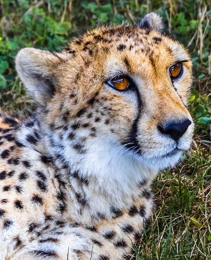 Cheetah #1 Photograph by Brian Stevens