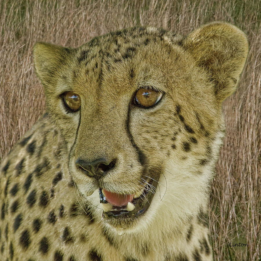 Cheetah Portrait 3 #1 Photograph by Larry Linton