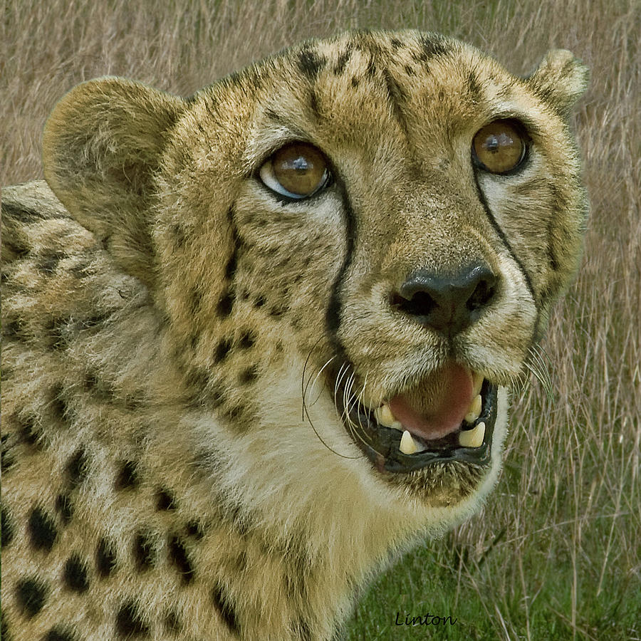 Cheetah Portrait #1 Photograph by Larry Linton