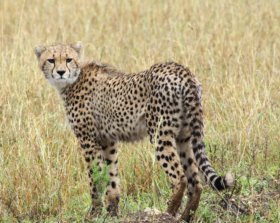 Cheetah #1 Photograph by Roni Chastain