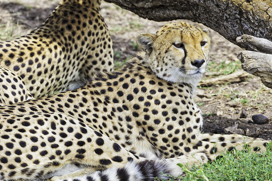 Cheetah Photograph - Cheetahs Resting #2 by Perla Copernik