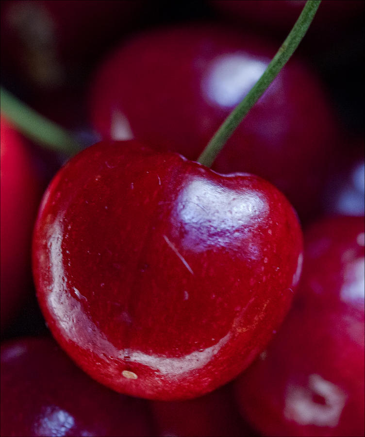 Cherries #1 Photograph by Robert Ullmann