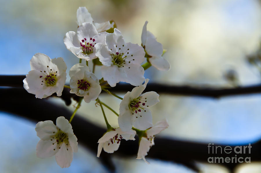 Flower Photograph - Cherry Blossoms #1 by Alysha Thompson