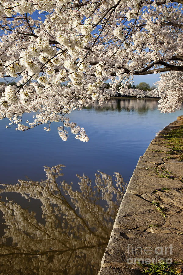 Cherry Blossoms #1 Photograph by Brian Jannsen