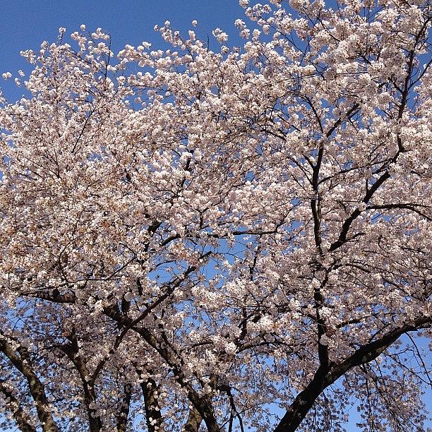 Nature Photograph - Cherry Blossoms #1 by Julianna Rivera-Perruccio