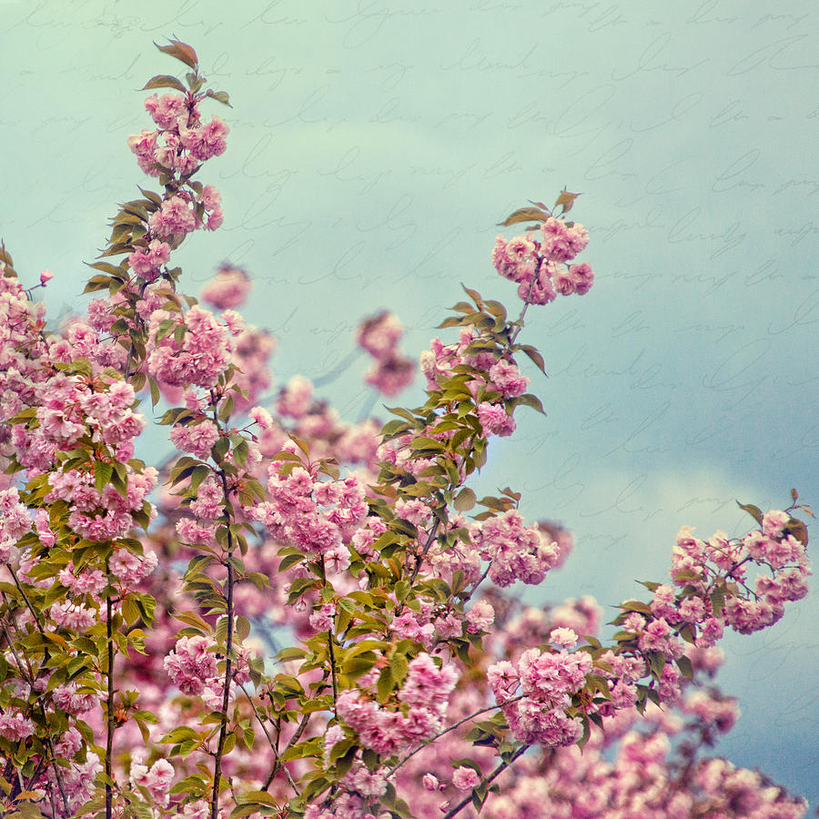 Cherry Blossoms #1 Photograph by June Marie Sobrito