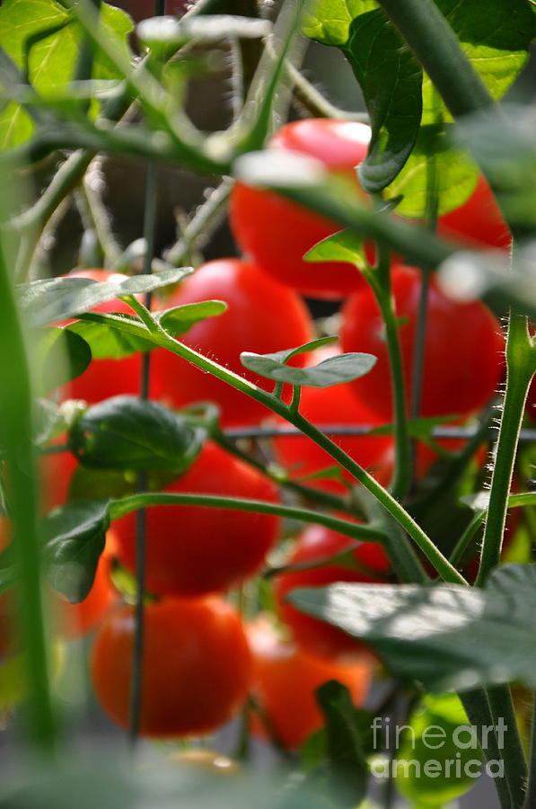 Cherry Tomatoes #1 Photograph by Tatyana Searcy