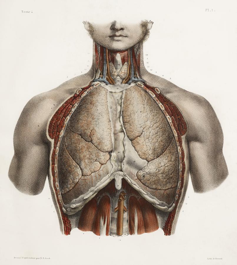 Chest Anatomy, 19th Century Illustration #1 by