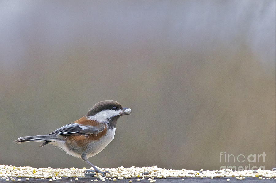 Chestnut-backed Chickadee #1 Photograph by Sean Griffin