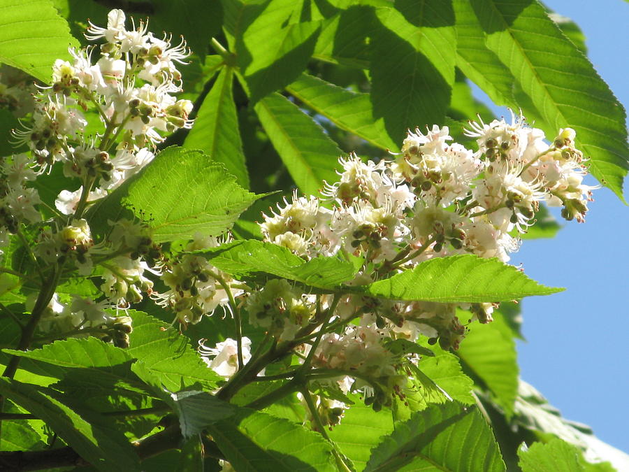 Chestnut Flower Photograph by Alfred Ng - Fine Art America