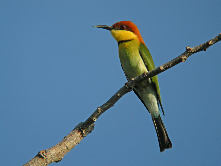 Chestnut-headed Bee-eater #1 Photograph by Perry Van Munster