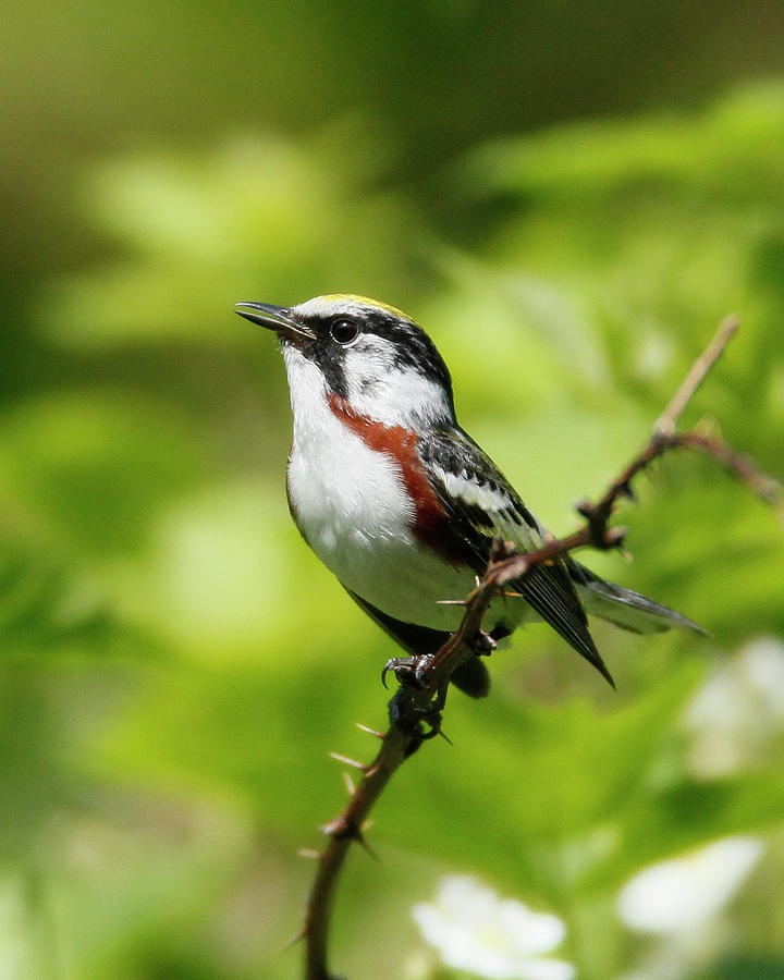 Chestnut-sided Warbler Photograph by Kevin Shank Family - Fine Art America