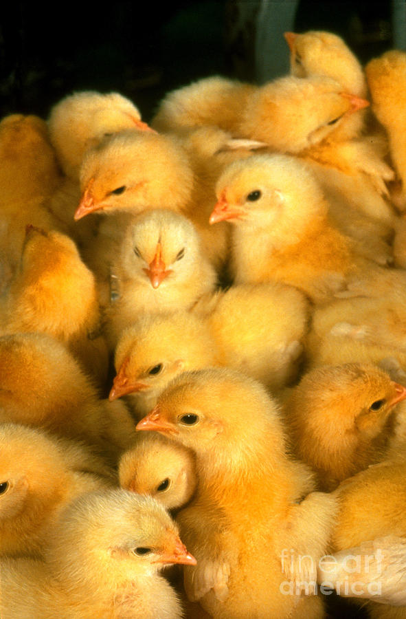 Chicks #1 Photograph by Science Source