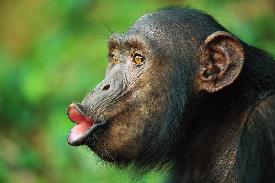 Chimpanzee Pan Troglodytes Adult Female #1 Photograph by Cyril Ruoso